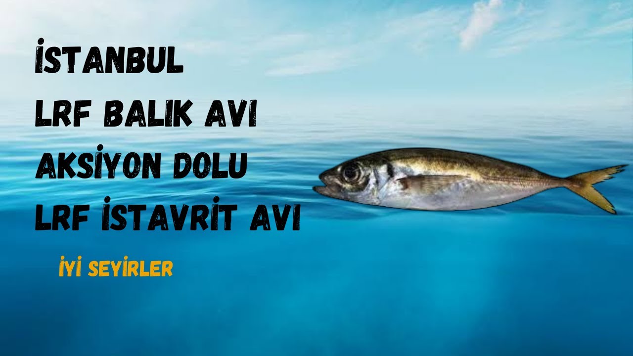 LRF balık AVI İstanbul ve teknikleri lrf ile istavrit avı