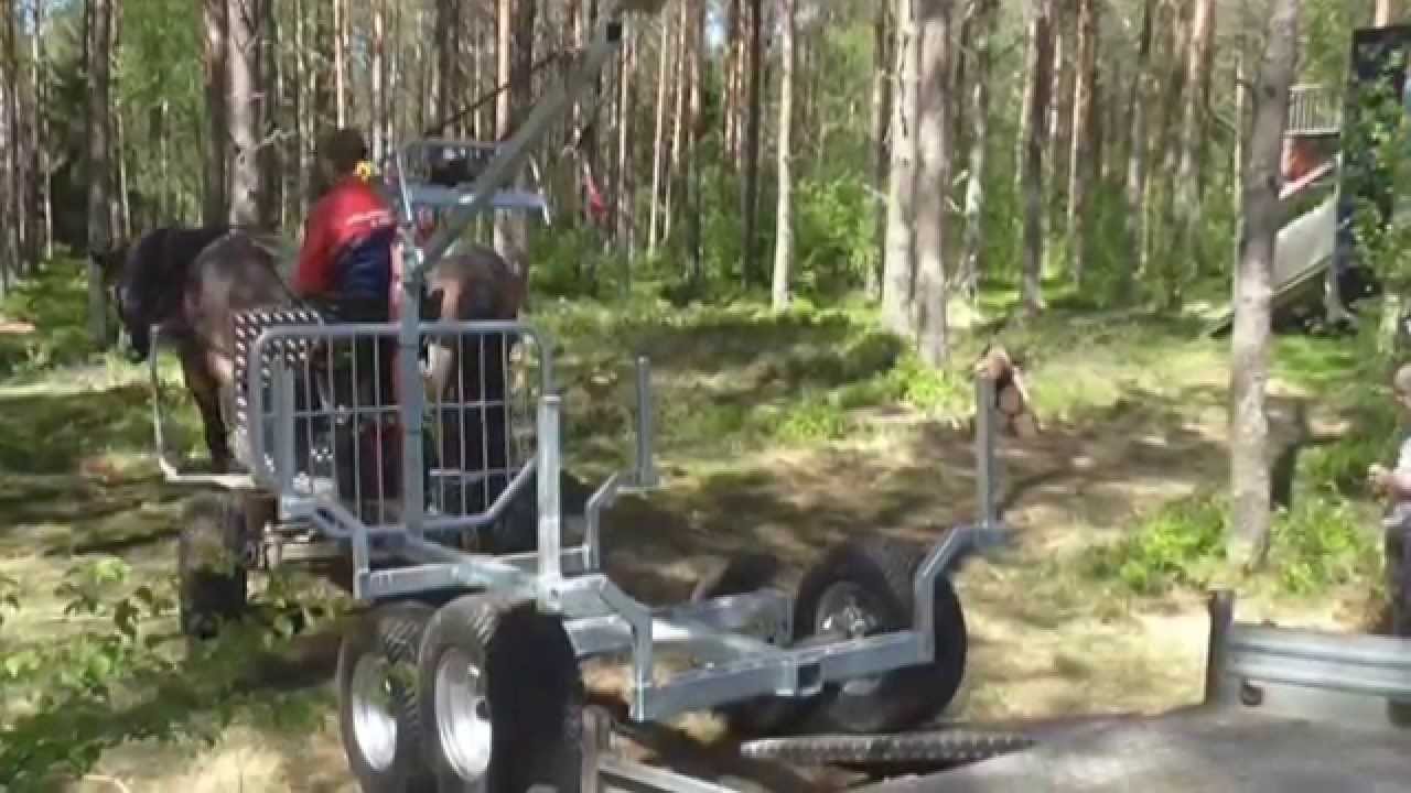 Rückepferd - Dressur, rückwärts auf Anhänger