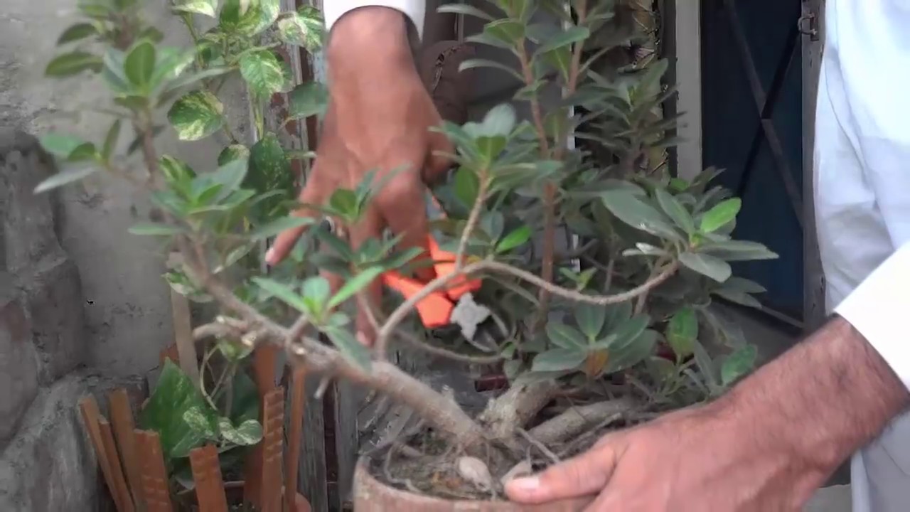 Starting A Bonsai Part 3 (Urdu/Hindi)