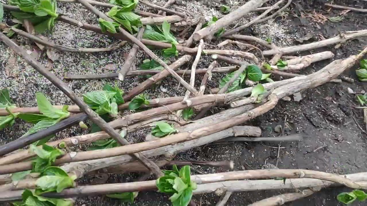Обрезка крупнолистной гортензии 🌿🌸🌿🌸