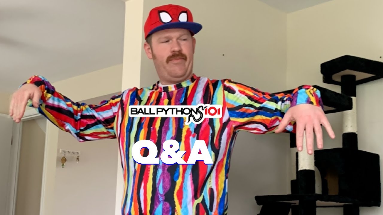 BALL PYTHONS 101 LIVE Q&A #BALLPYTHONS #REPTILES #BALLPYTHON
