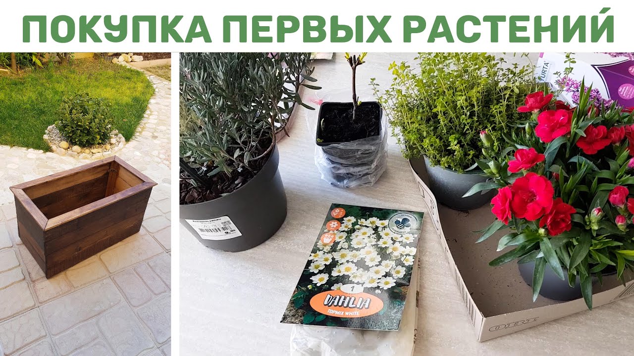 ⭐ЗАКУПИЛАСЬ ЦВЕТАМИ I сирень 