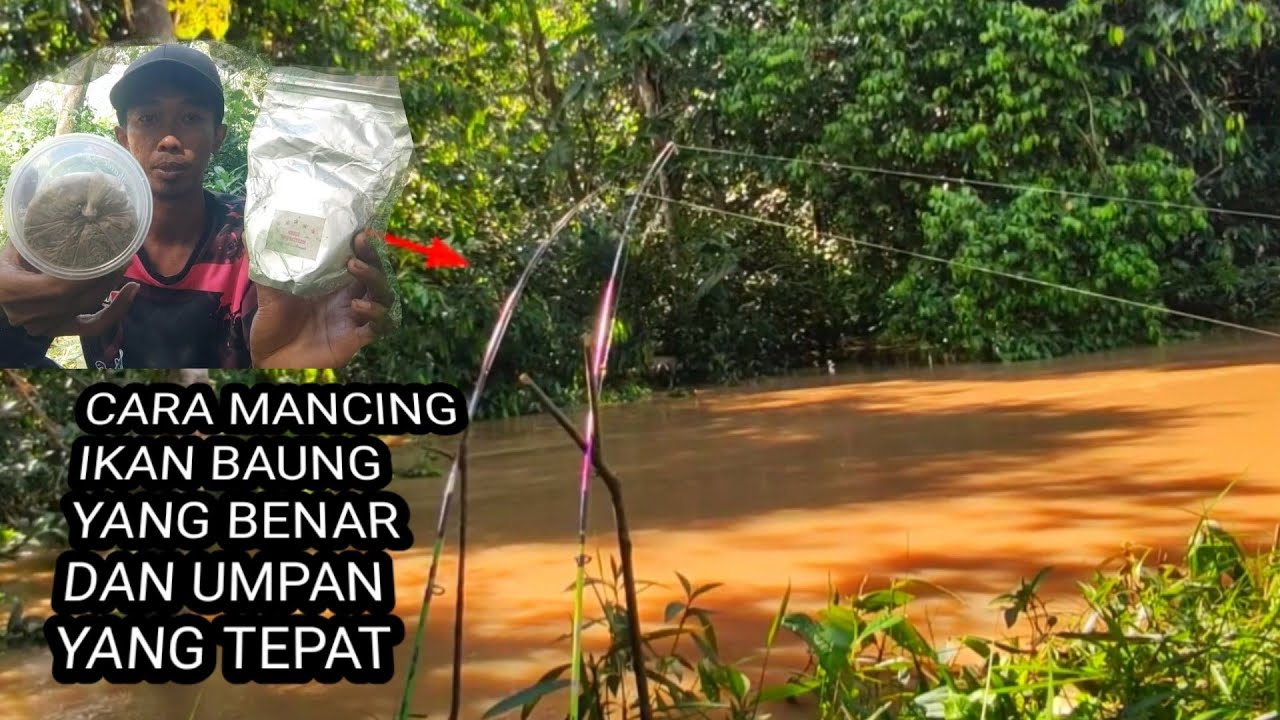CARA MEMANCING IKAN BAUNG YANG BENAR _DAN UMPAN JITU IKAN BAUNG.WAJIB DI COBA !!!