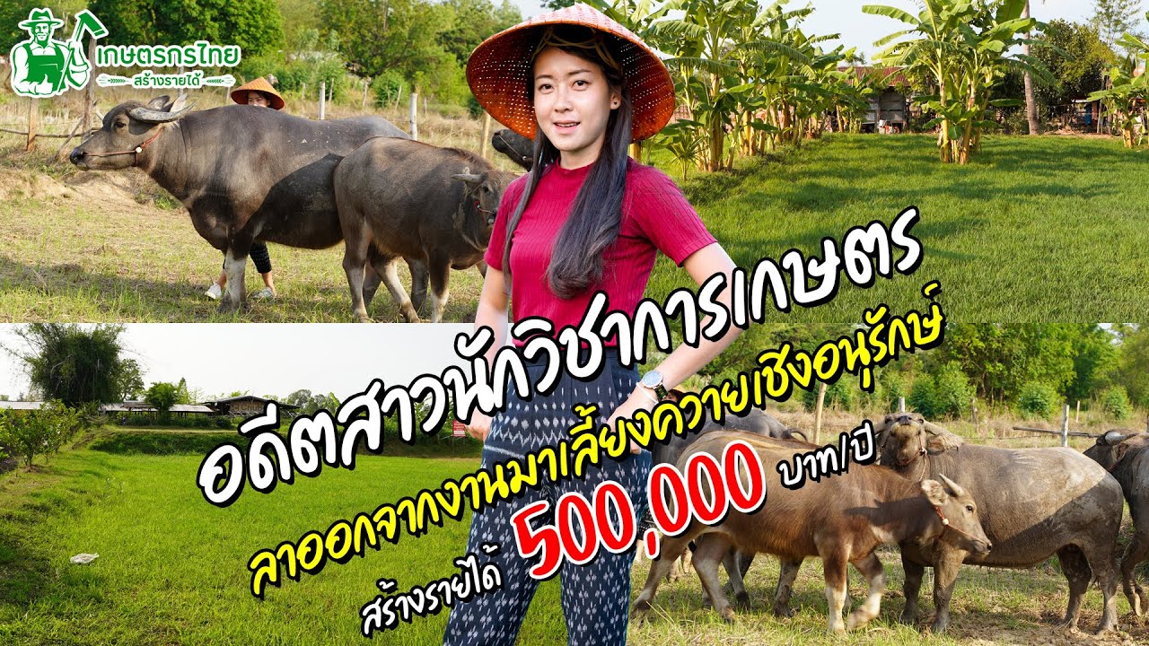 ชมสวนเกษตรกรไทย l Ep45 ตอน อดีตสาวนักวิชาการเกษตร หันมาเลี้ยงควายเชิงอนุรักษ์ รายได้ 500,000 ต่อปี