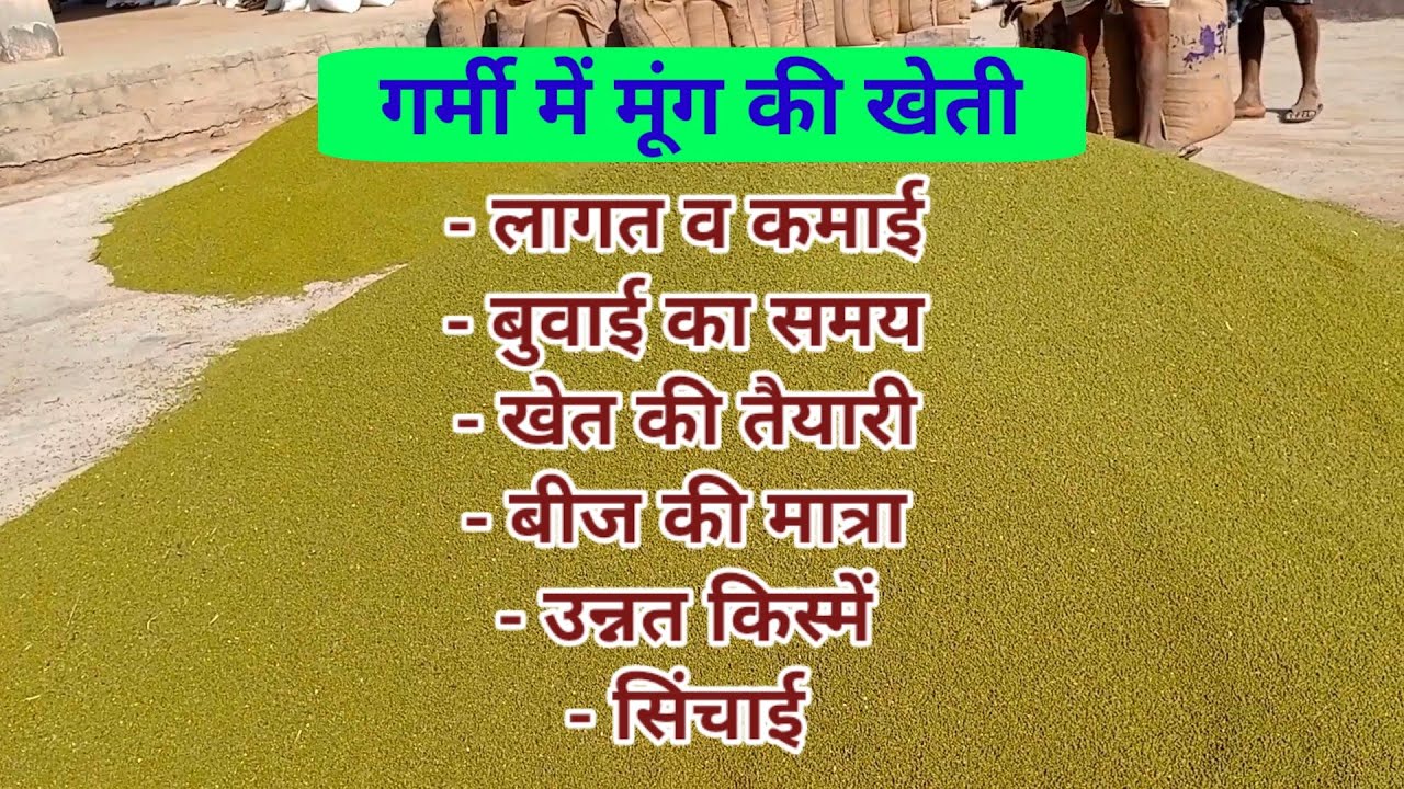 ग्रीष्मकालीन मूंग की खेती कब व कैसे करें। बोने का समय।उन्नत किस्में। पूरी जानकारी।