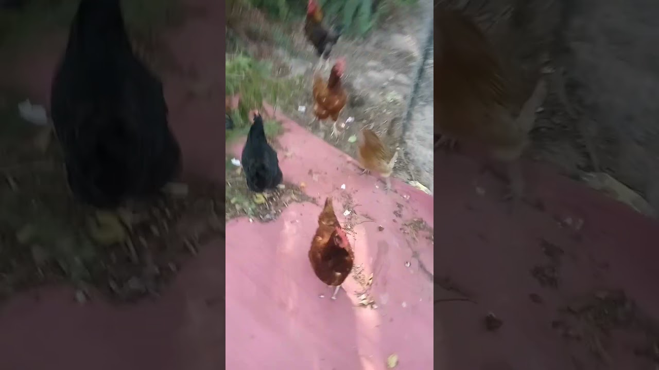 Something about the chickens and the grown cats