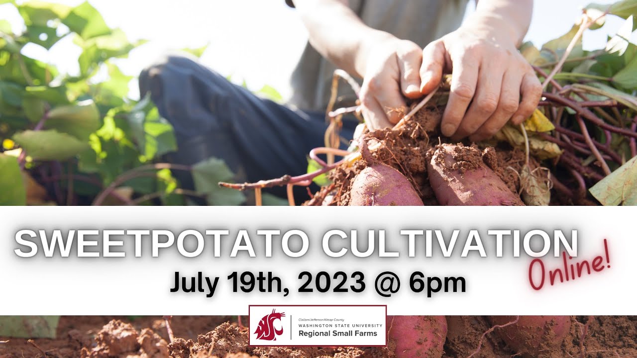 Sweetpotato Cultivation Online