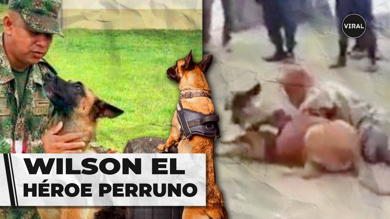 Wilson, as&iacute; fue entrenado el perro que encontr&oacute; los ni&ntilde;os de la Selva