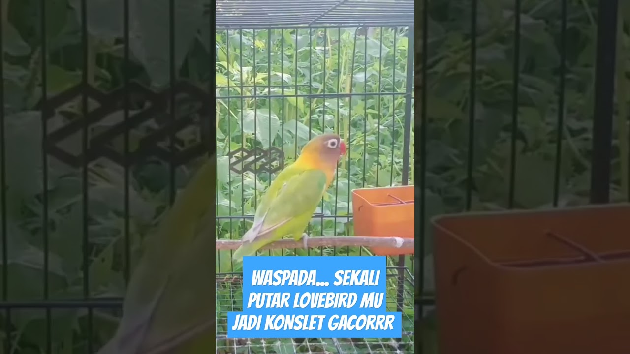 WASPADA SEKALI PUTAR LOVEBIRD MU JADI KONSLET GACORRR #kicaumania #masteran #lovebirds #shorts