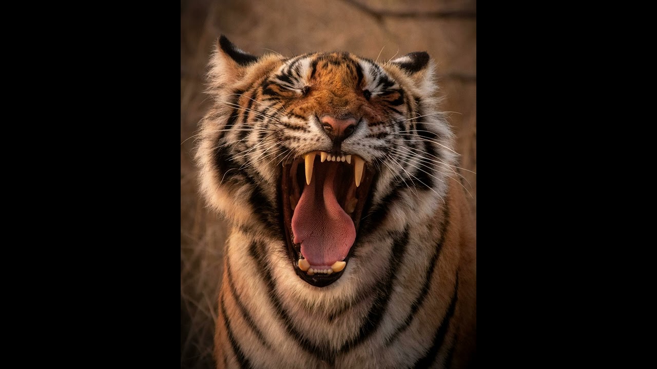 Tiger Growling and Snarling Sounds - 1 Hour (Ambient, White-noise, ASMR, Meditation)