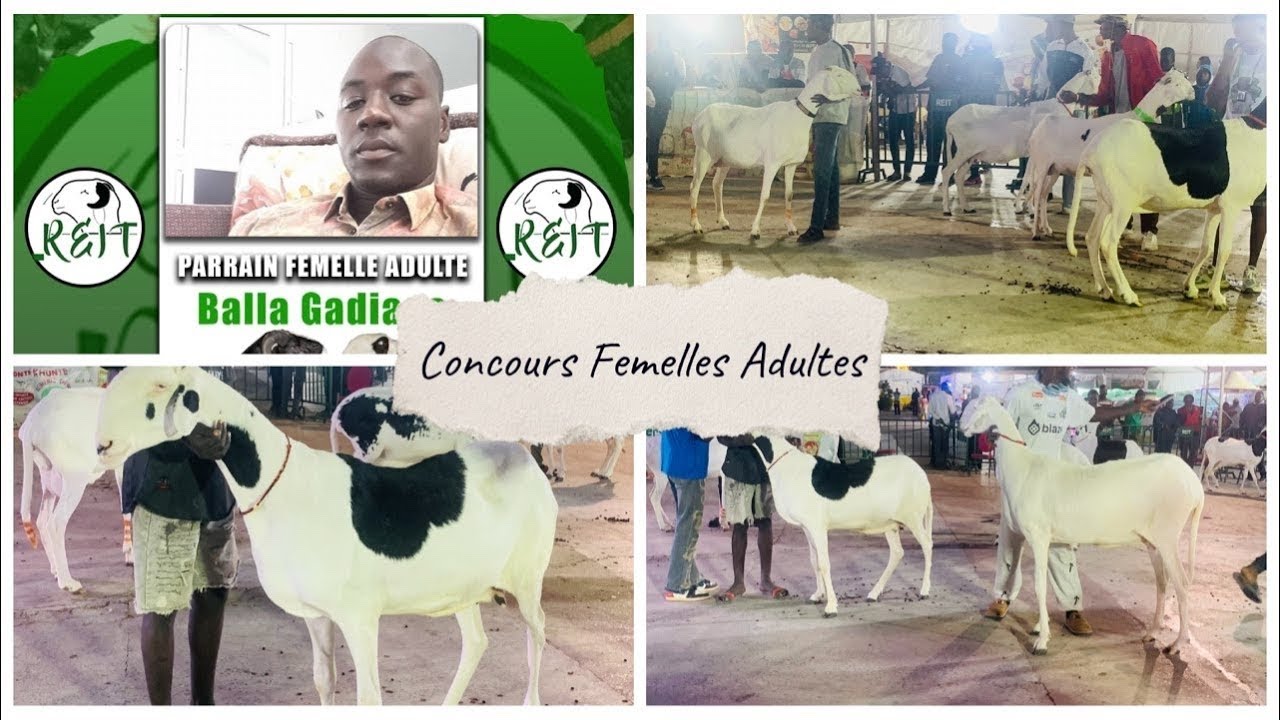 FOIRE REIT 2026 CONCOURS FEMELLE S ADULTES