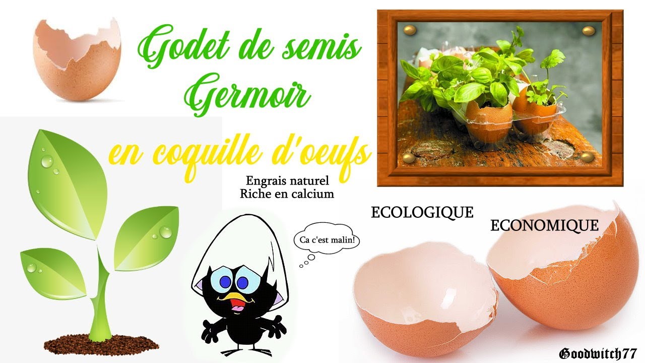 Pot en coquille d'oeuf pour vos semis et plantes : 1 astuce DIY jardin / potager zéro déchet!