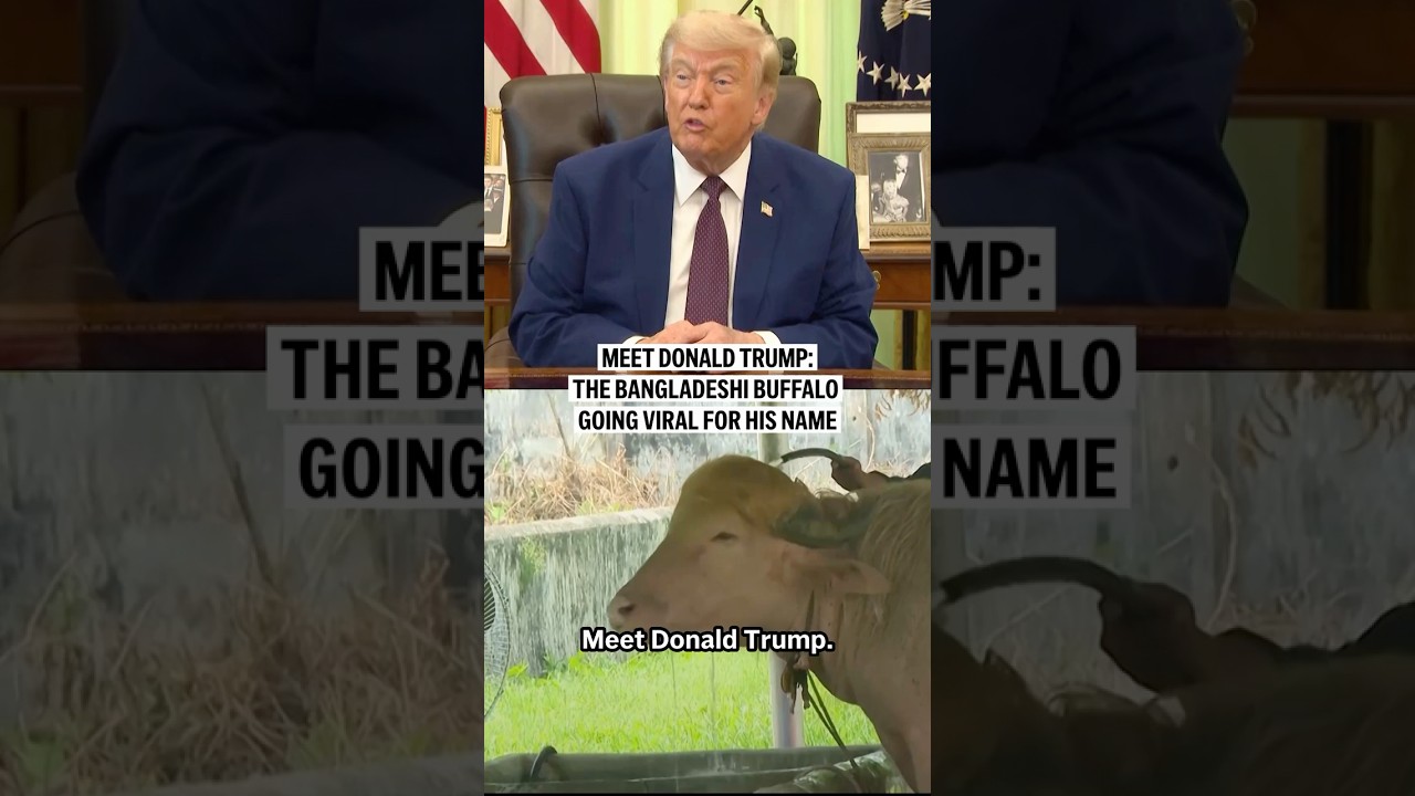 Meet Donald Trump: the Bangladeshi buffalo going viral for his name