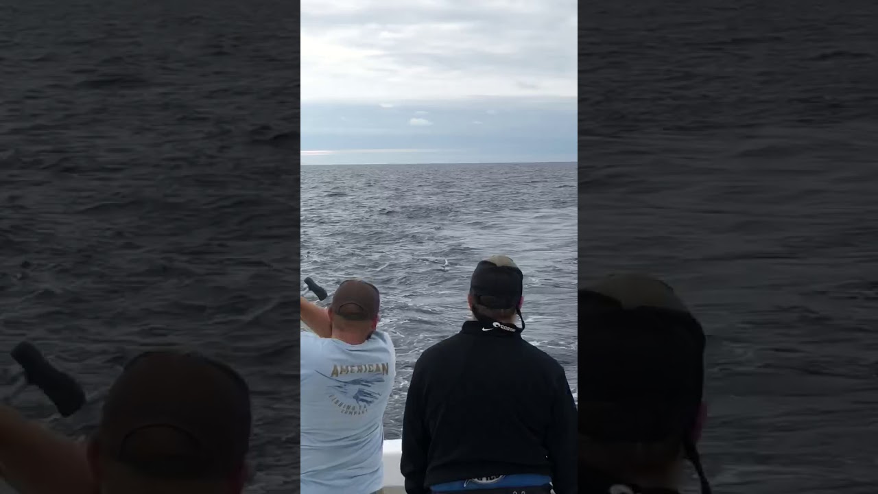 White Marlin bite right off the stern of the Intimidator