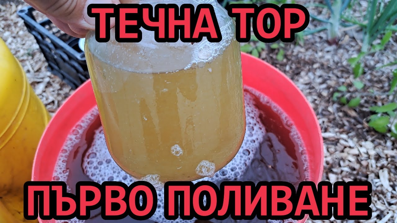 Първо поливане на доматите с концентрирана течна тор