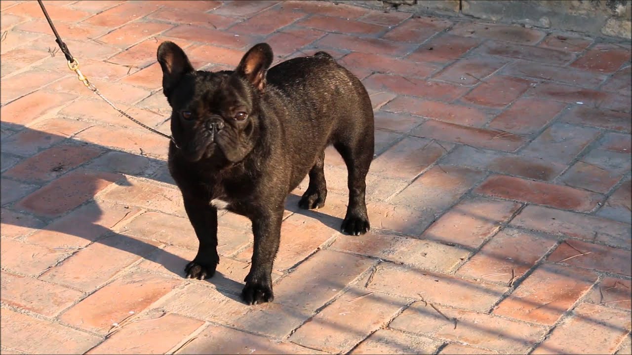 Bufo
