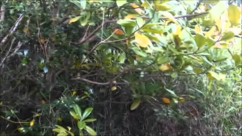 Cornwall Garden Makeover - The Lost Gardens of Angarrack