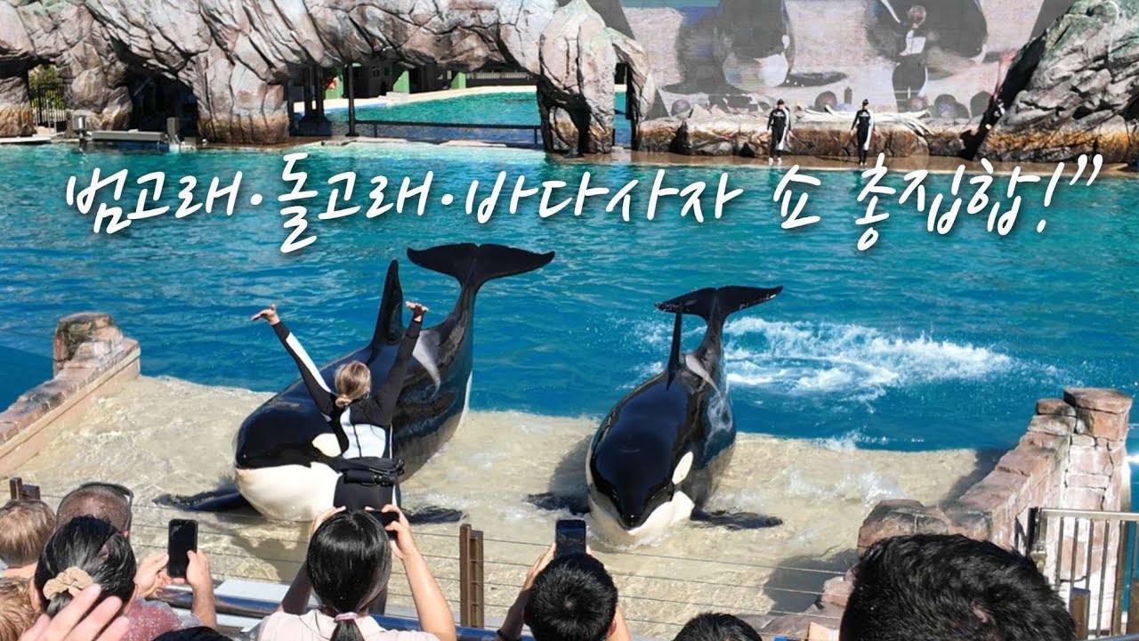 “씨월드 제대로 즐기기!”    “해양동물과 함께한 하루!”