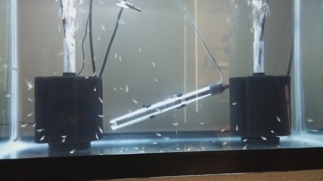 How to setup sponge filter. Fry safe filters.