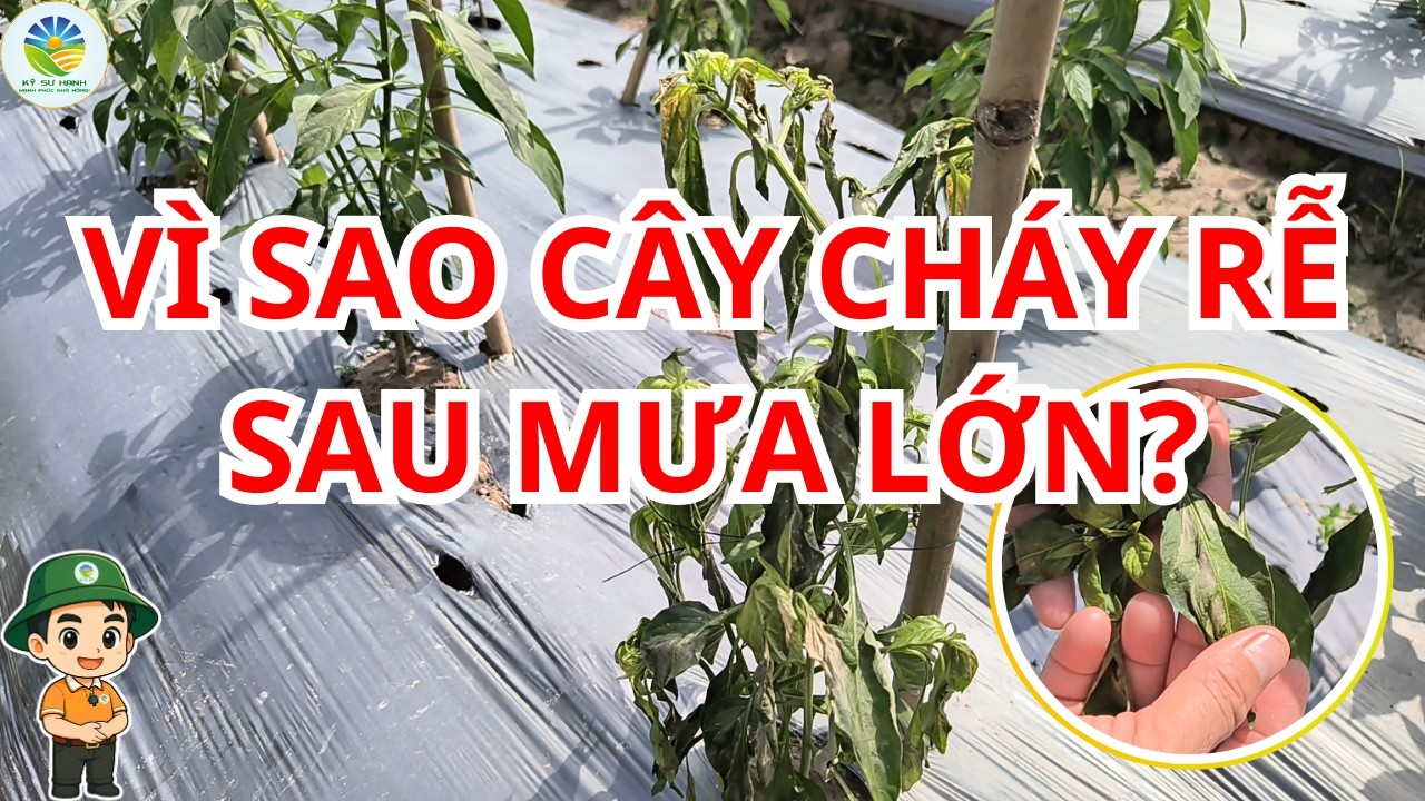 Cây Bị Sốc Nặng Sau Mưa Lớn Nguyên Nhân Do Đâu? #kysuhanh