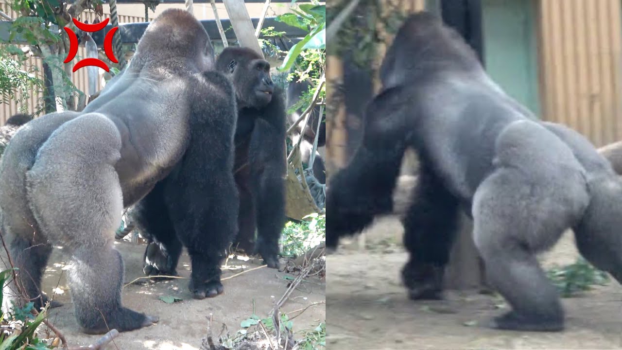 【Furious】Son gorilla is chased by Silverback gorilla. Gentaro and Momotaro｜Momotaro family