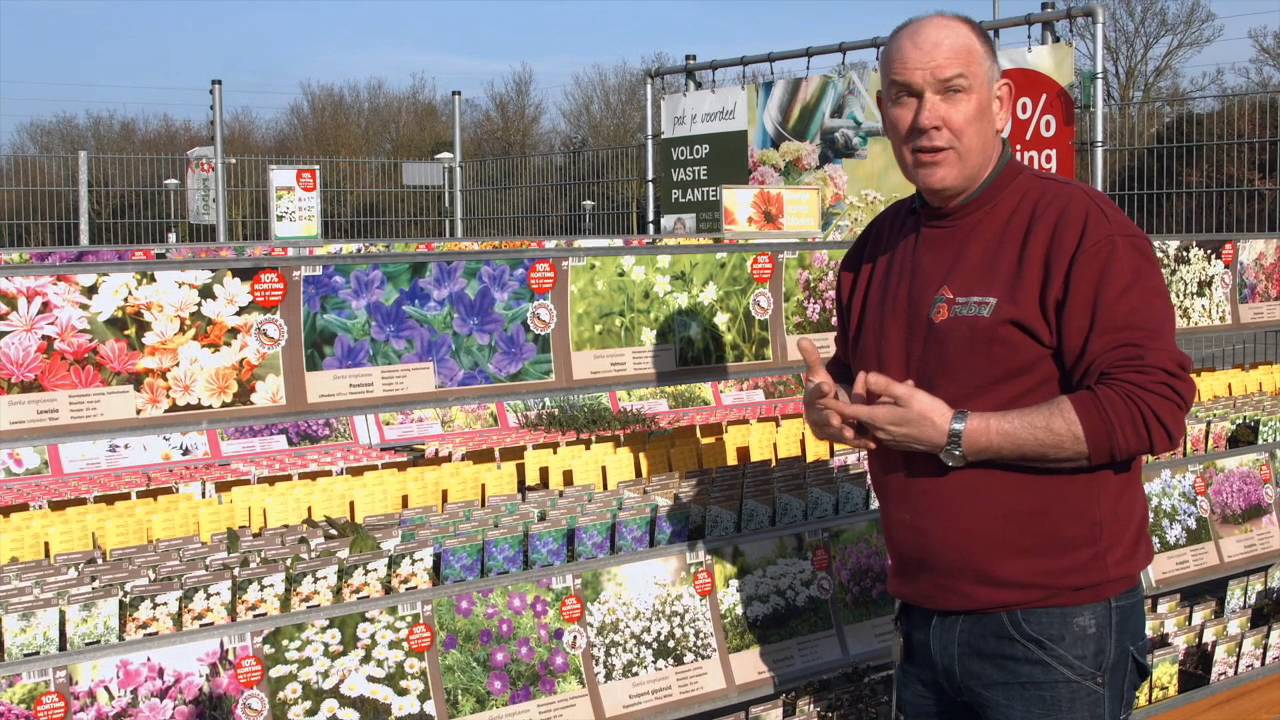 Vaste planten