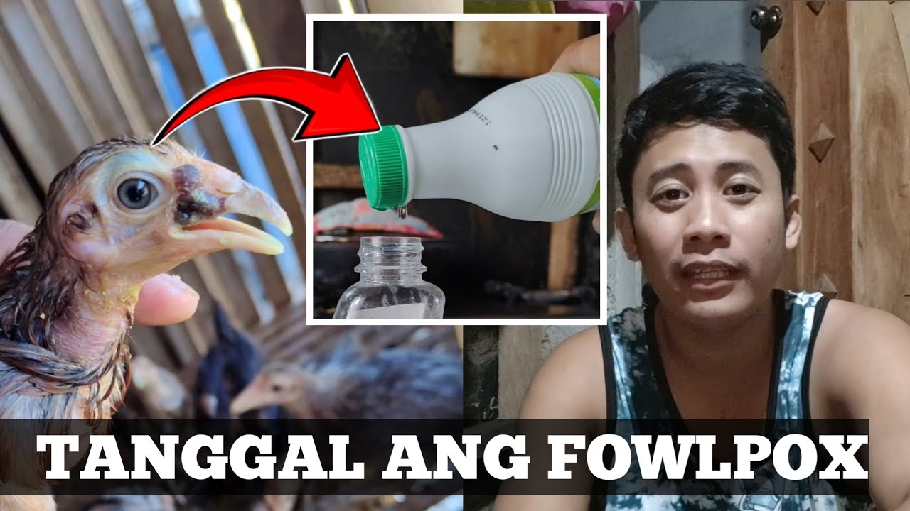 Simplemg Paraan Upang Gumaling Ang Fowlpox Sa Manok | Linyada ng Mamay 
