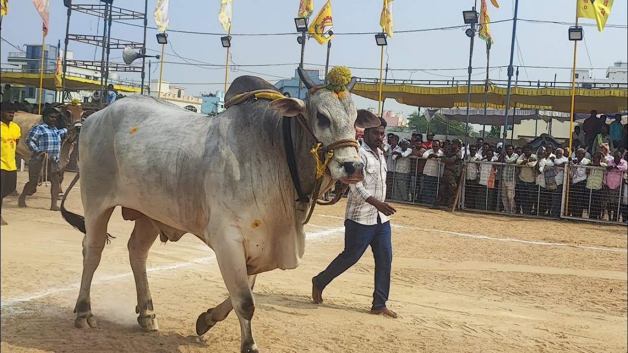 చిలకలూరిపేట సీనియర్స్ విభాగంలో 3వ జాత MKM  బుల్స్