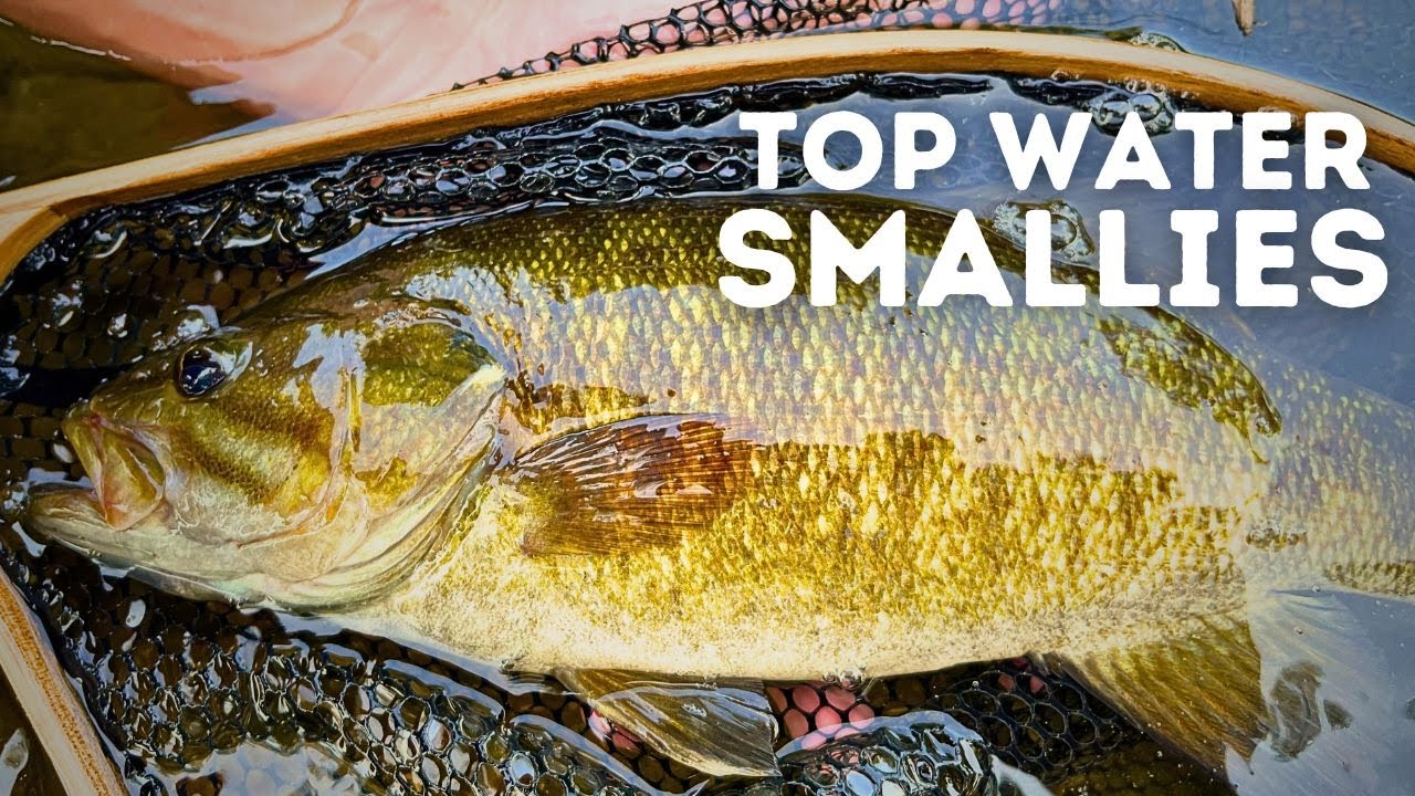 Top Water Smallmouth Bass Fishing
