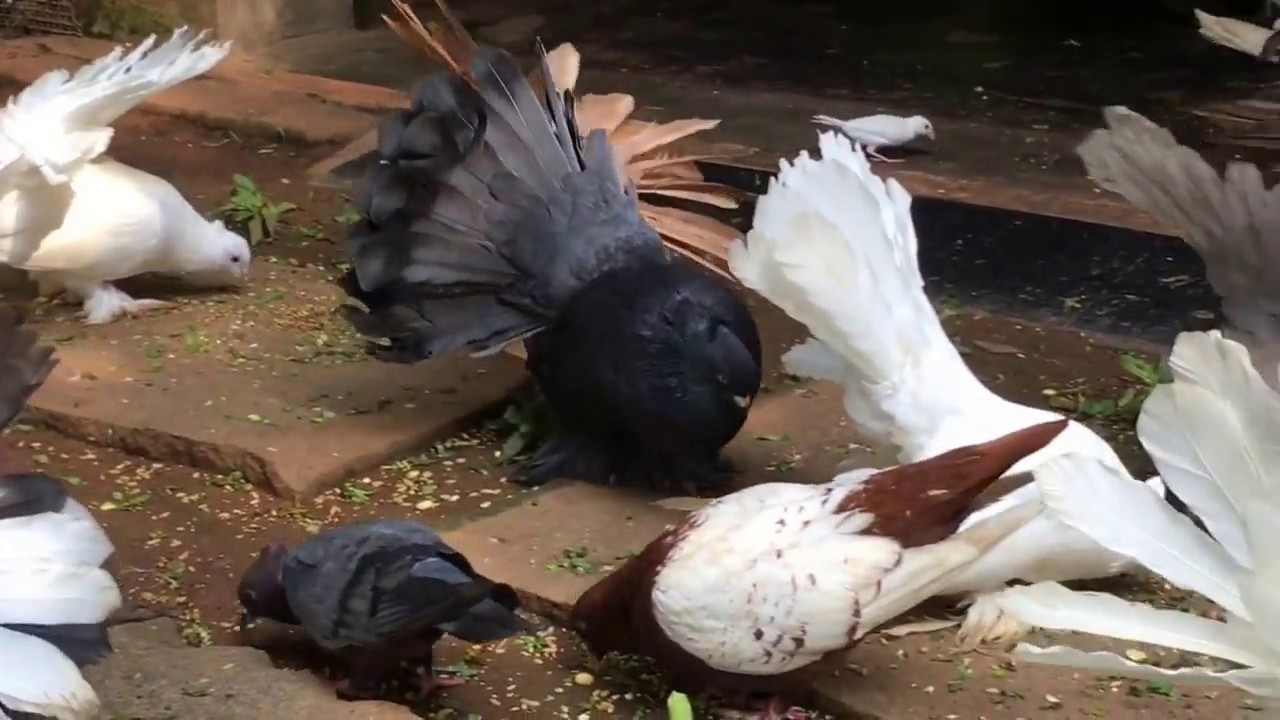 Bird Aviary