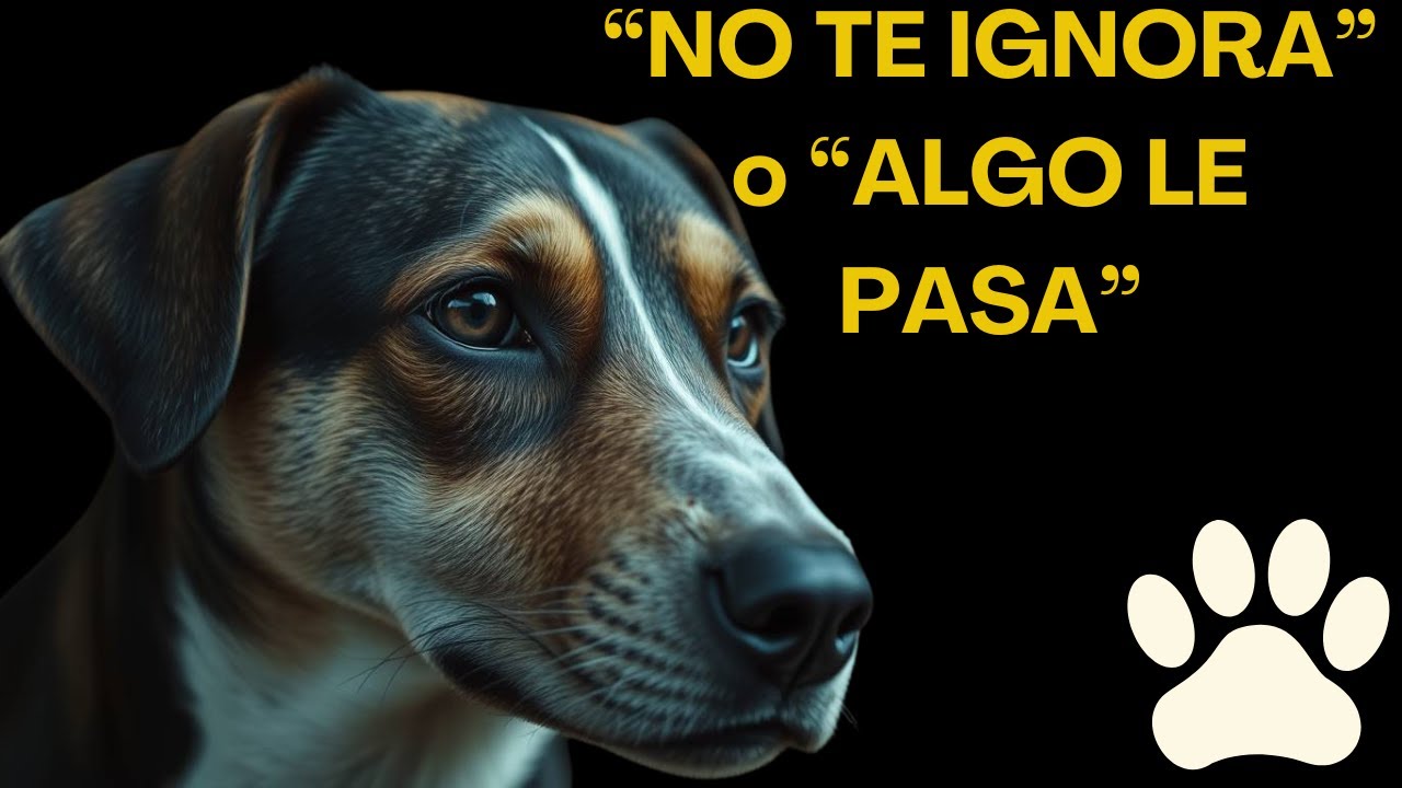 TU PERRO TE EVITA POR ESTA RAZÓN