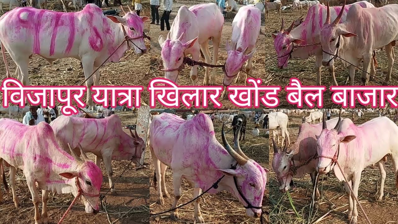 विजापूर यात्रा | खिल्लार खोंड बैल बाजार | Vijapur Bull market