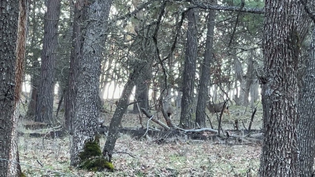 Buscando venados y encontré muchos y también los Elks