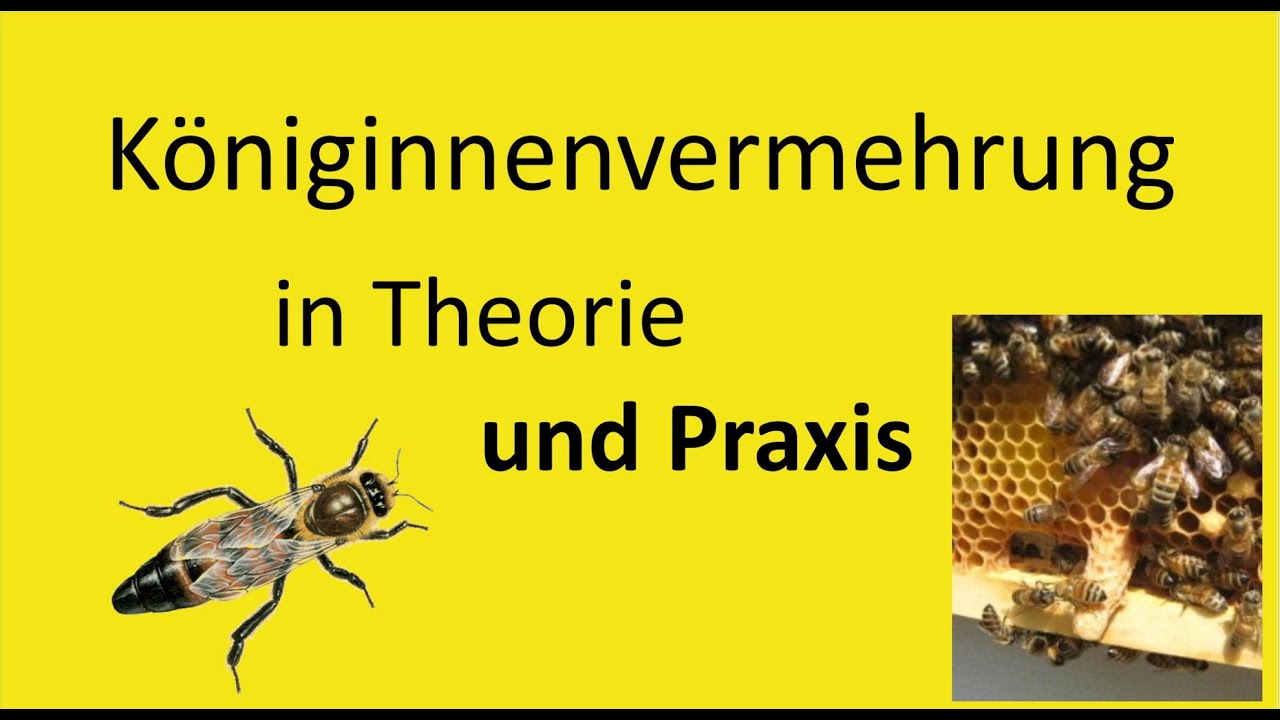 Königinnenvermehrung (für Anfänger)
