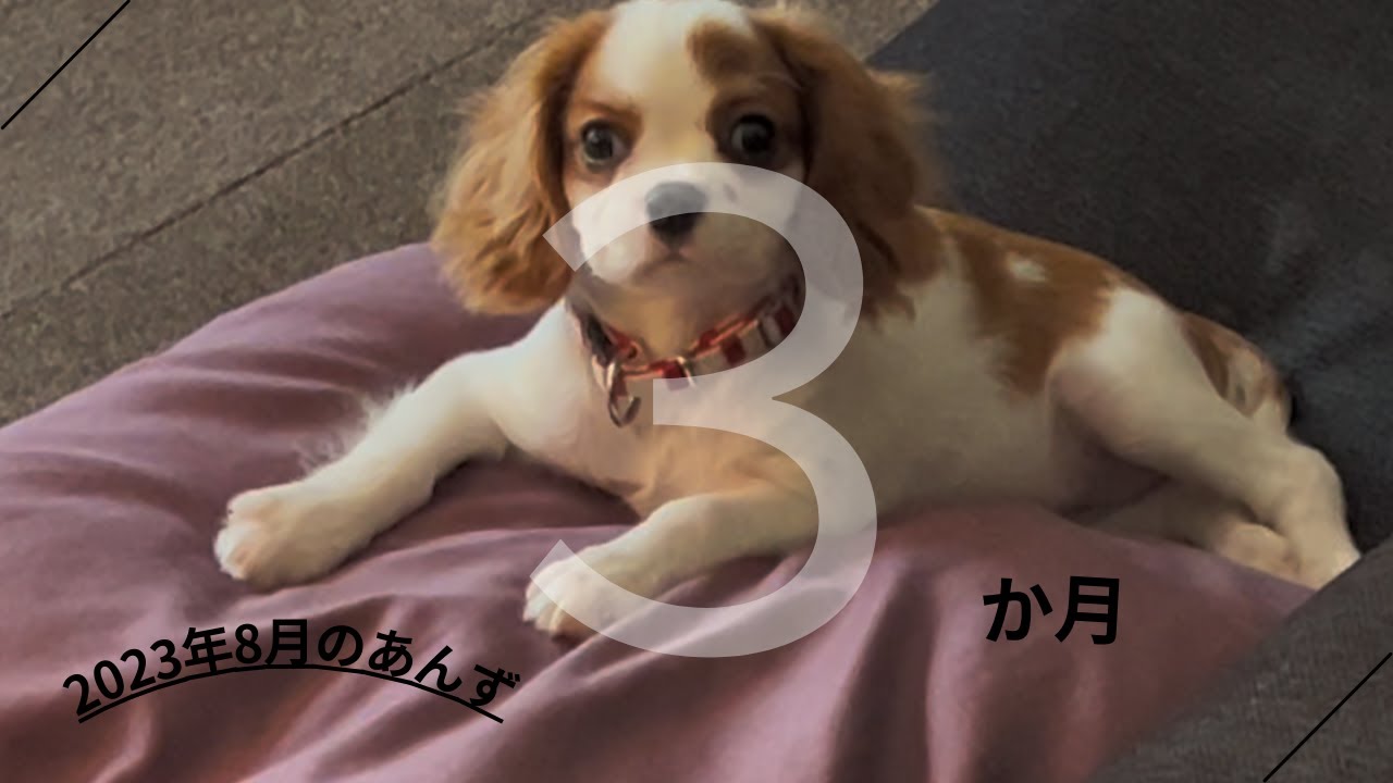 【キャバリア】2023年8月のあんず（3か月） Cavalier Anzu in August 2023, 3 months old