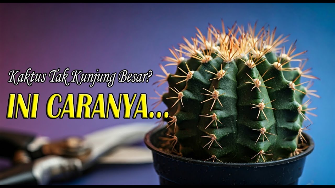 Rahasia Perawatan Kaktus Anakan Cepat Besar 🌵✨