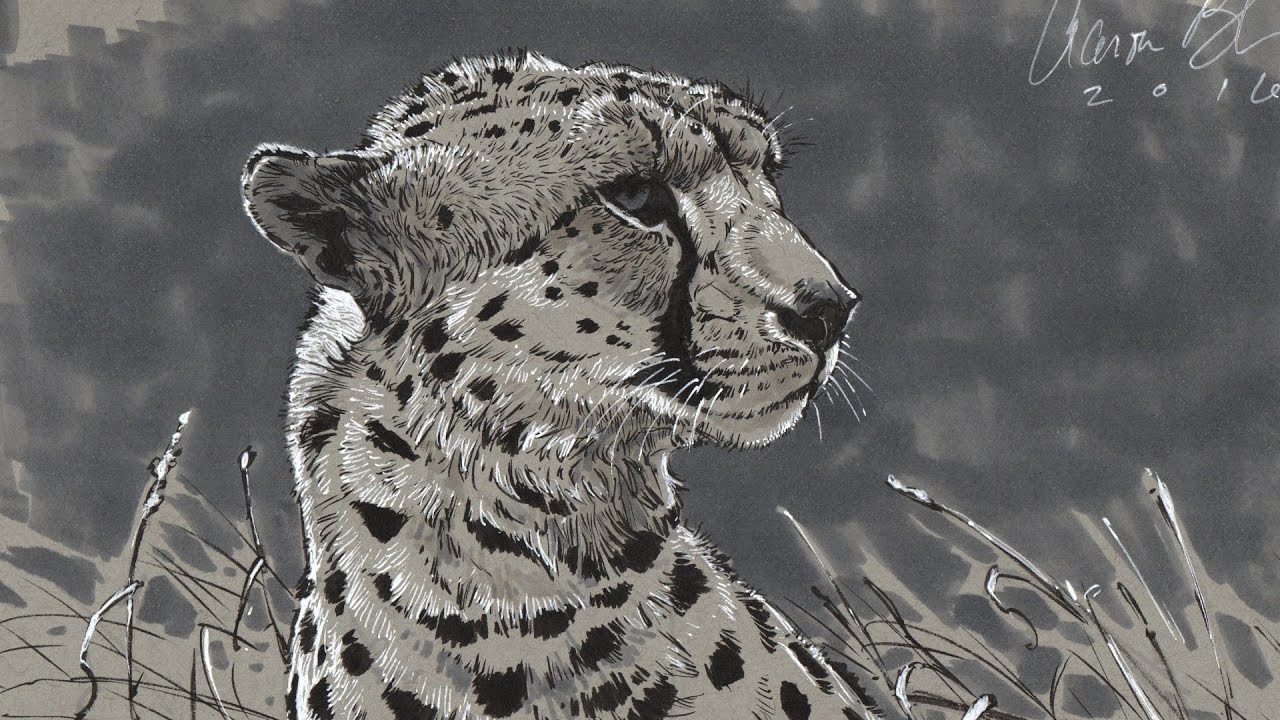 Drawing - Inktober Cheetah Pen Drawing