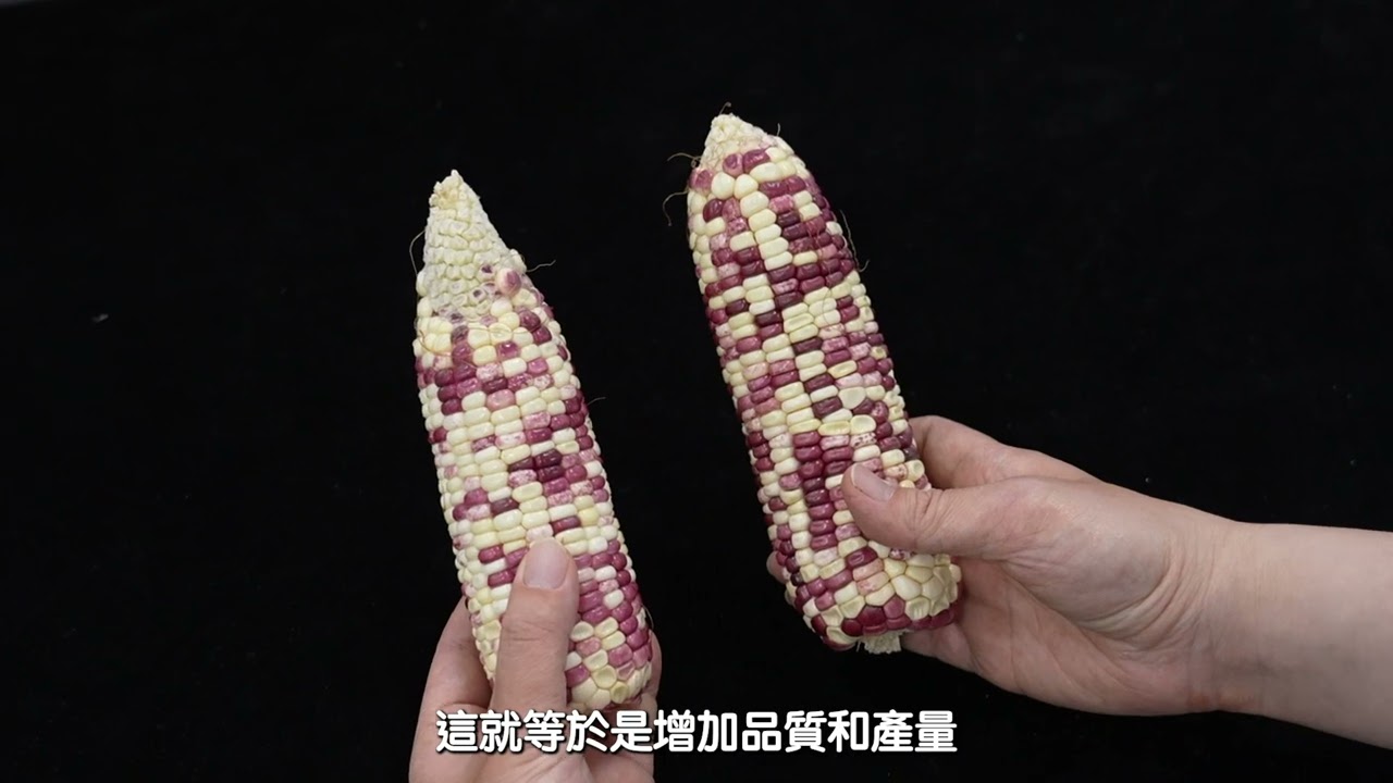 蔬菜作物應用: 鮮食玉米 精華