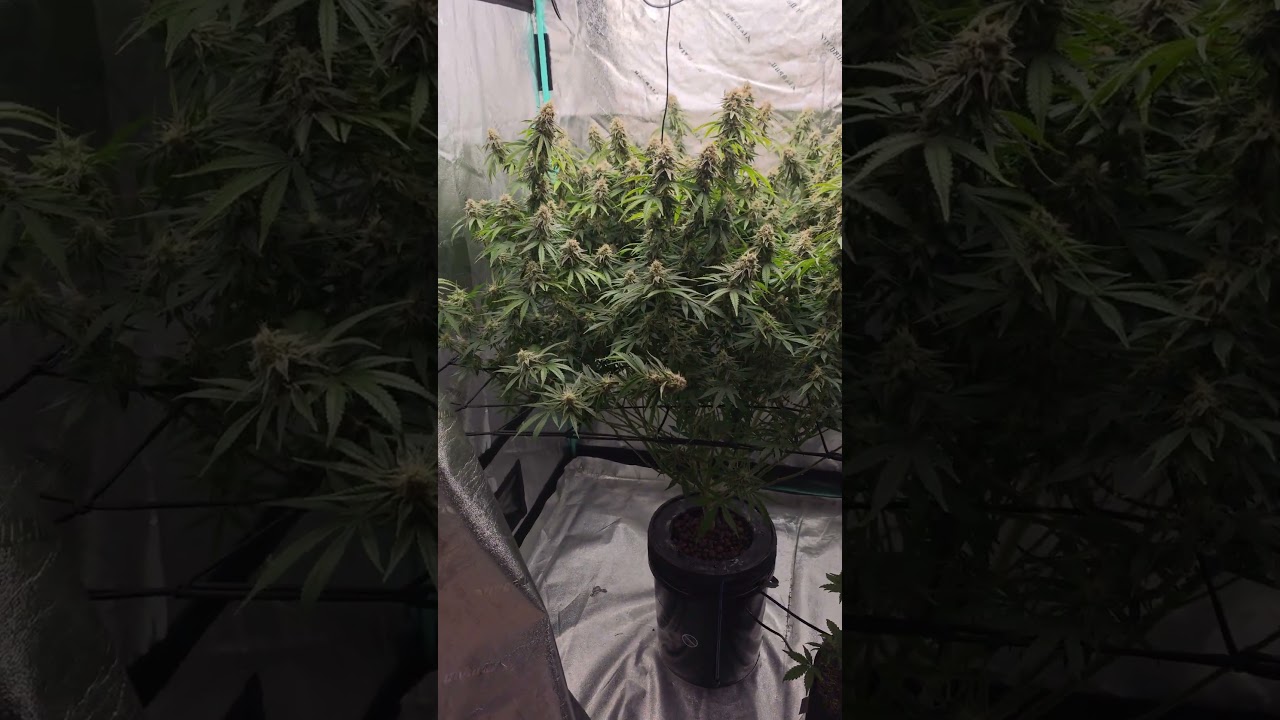 Bananacane clone! late flower. Drinks 5 gal💧a day. #hydroponics #dwcs #indoorplants #homegrown