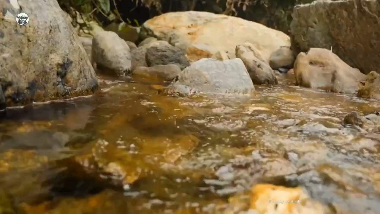 8K Relaxing water sounds on the Rock at River singing birds 5 hrs