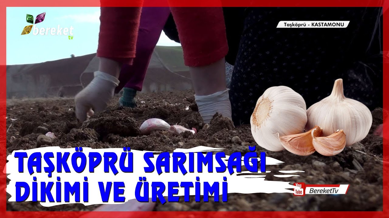 Tarımsal Eğitim - Taşköprü Sarımsağı Dikimi ve Üretimi