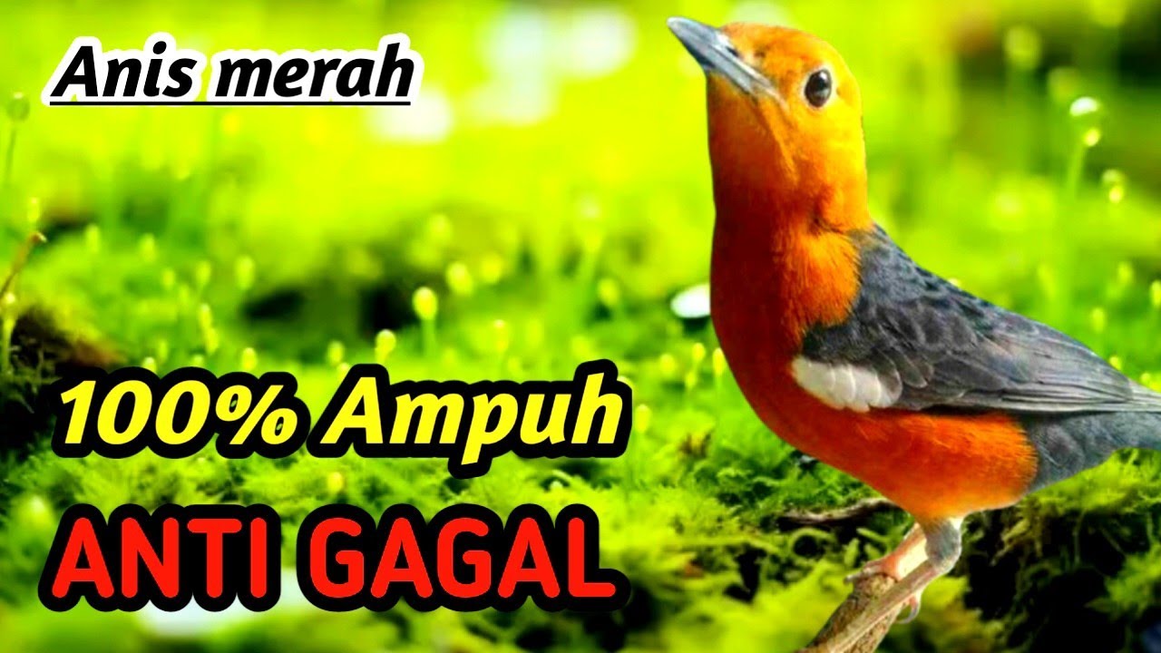 Anis Merah Gacor Full Isian + River Flow Relaxation Sound (High Quality Audio