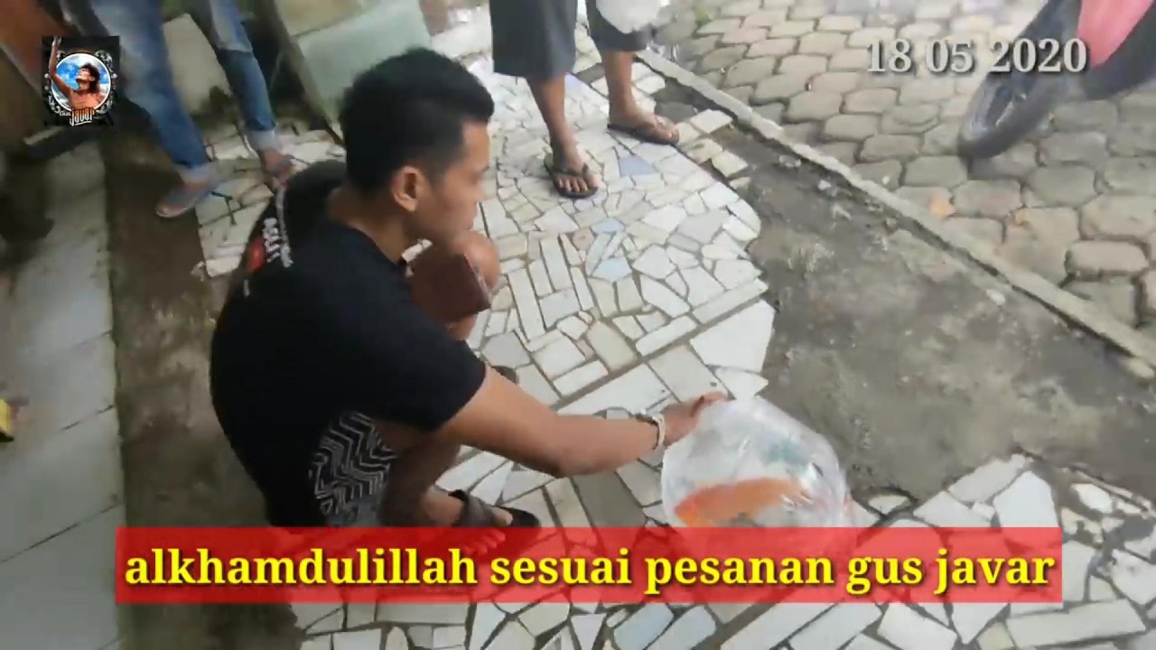 AKHIRNYA MAS FARID DI UTUS GUS JAVAR MEMBELI IKAN SUPER BESAR