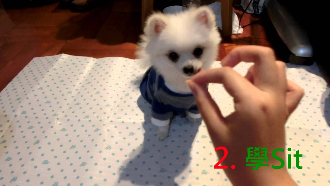【小狗系列】迷你松鼠狗狗Biore教你六式指令訓練！