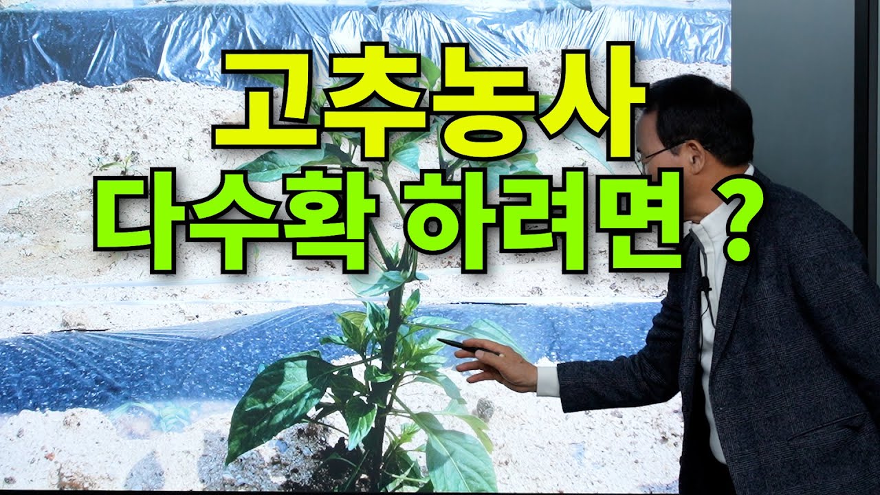 고추농사 다수확 하려면?