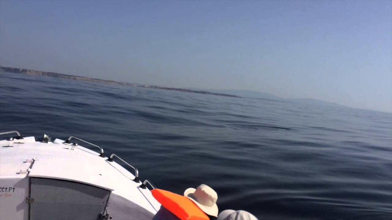 Bluefleet Boat Trips Lagos | DOLPHINS