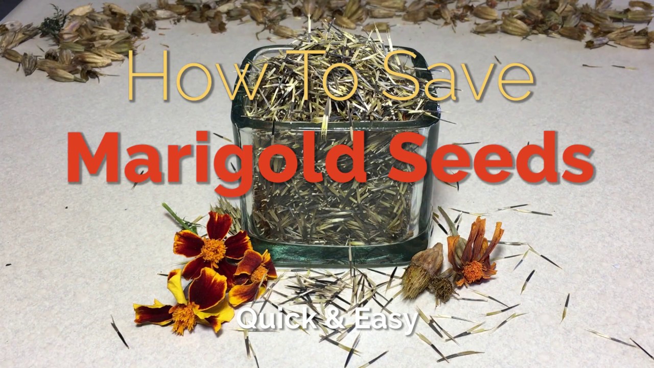 How to Save Marigold Seeds - Quick and Easy