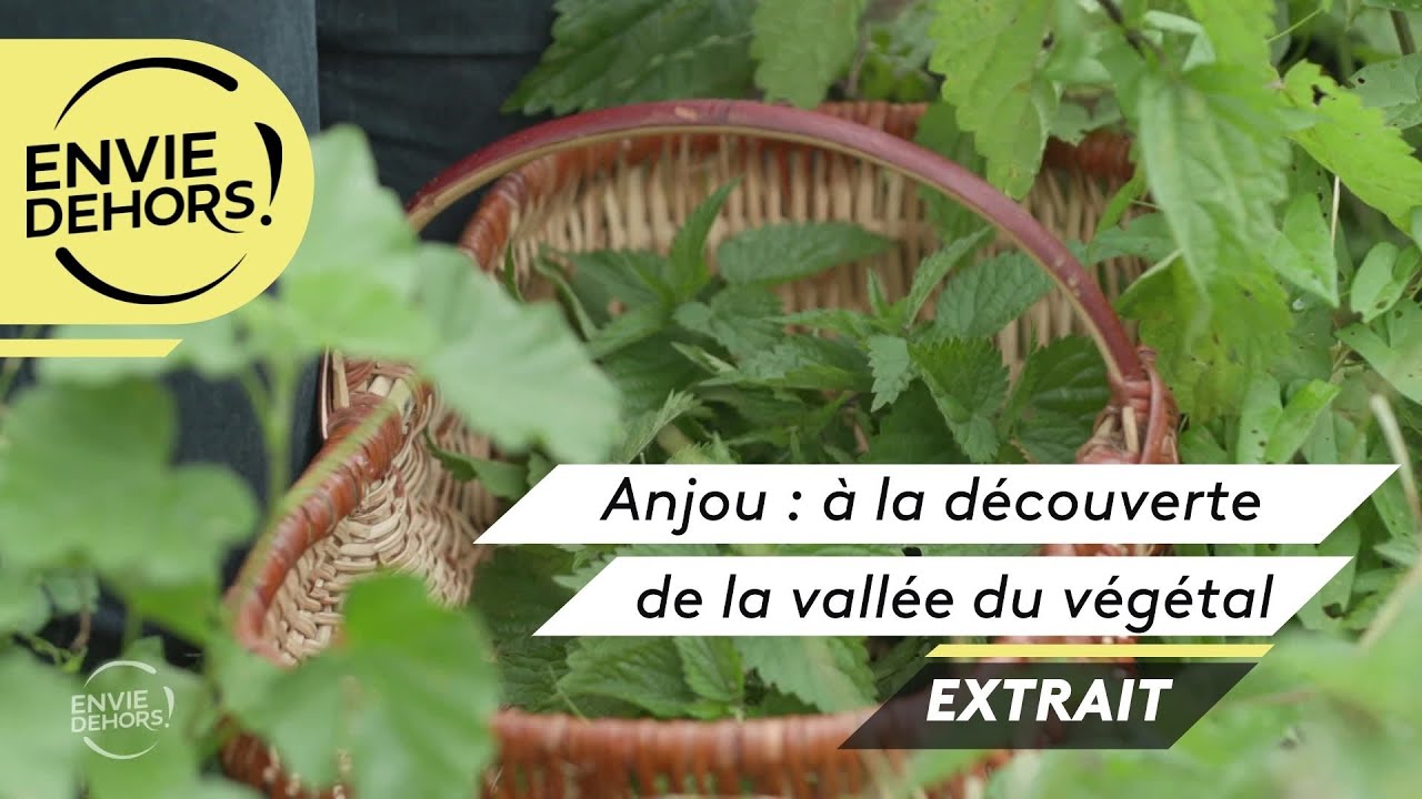 Fr&eacute;d&eacute;ric cueilleur herboriste en Anjou [extrait 
