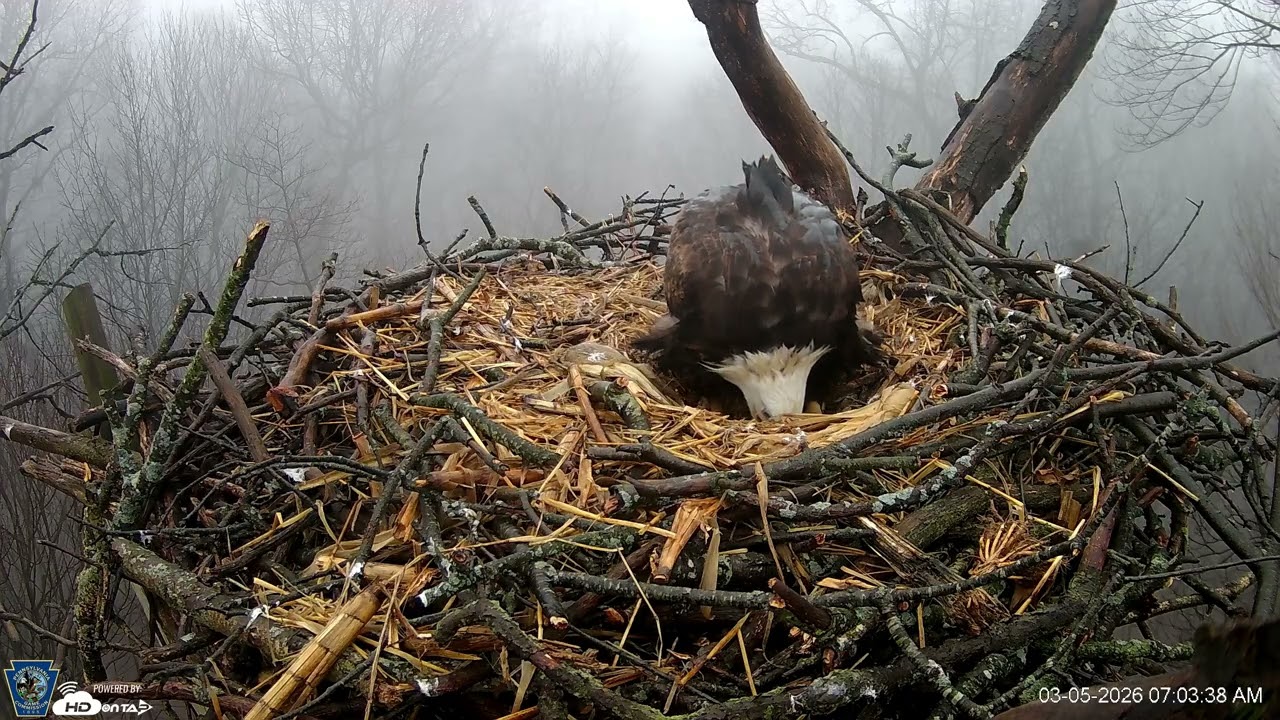 Hanover Eagles Live Cam   HDOnTap — Mozilla Firefox 2026 03 05 07 03 00
