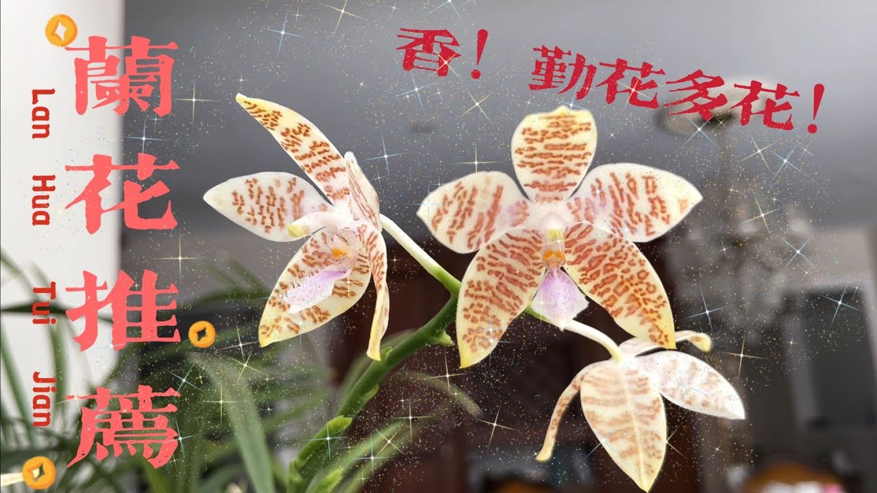 来种草了！值得拥有的3颗珍奇/原生蝴蝶兰！勤花、有香味、有续花性、长势快！坐标多伦多 2021-02-18